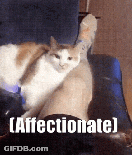 Cat On Lap Saying Affectionate GIF