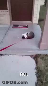 Cat On Leash Laying On Sidewalk Saying No GIF