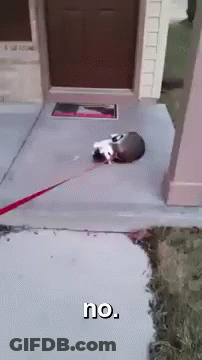 Cat On Leash Laying On Sidewalk Saying No GIF