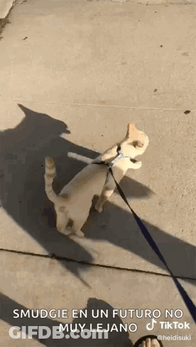 Cat On Leash Smudgie En Un Futuro No Muy Lejana GIF