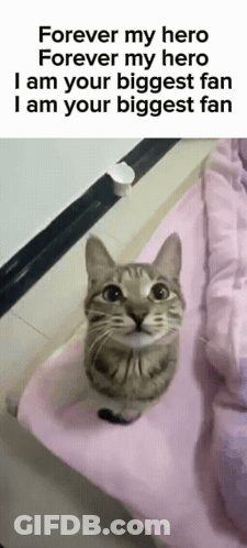 Cat On Pink Blanket Forever My Hero I Am Your Biggest Fan GIF