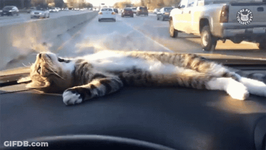 Cat On Road Trip GIF