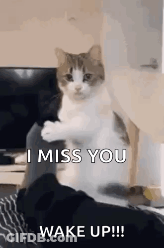 Cat On Shoulder Saying I Miss You Wake Up GIF