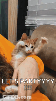 Cat On Shoulder Saying Let's Partyyyy GIF