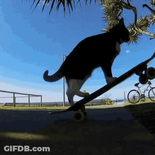 Cat On Skateboard Cat GIF