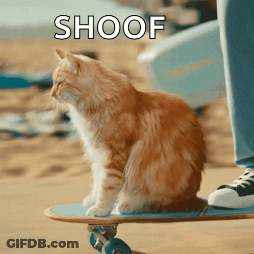 Cat On Skateboard Saying Shoof GIF
