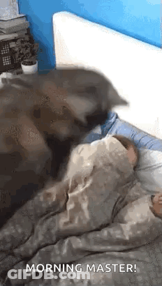 Cat On Sleeping Person In Bed GIF