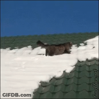Cat On Snowy Roof Lunchbox.net GIF