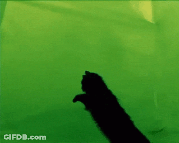 Cat On The Black Screen GIF