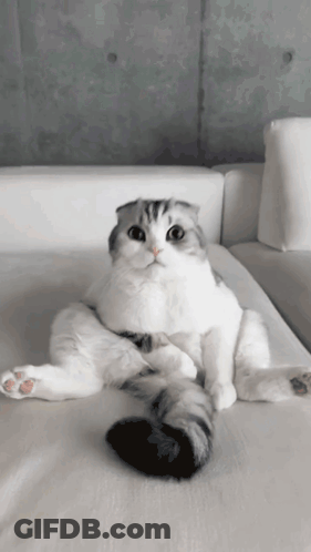 Cat On White Couch With Legs Crossed GIF