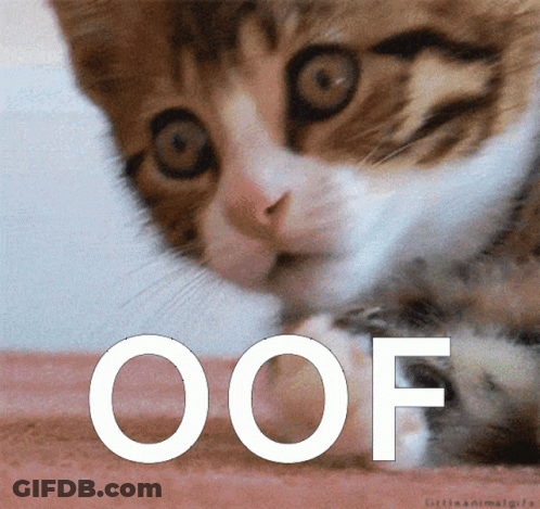 Cat Oof GIF