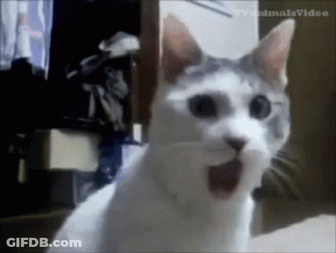 Cat Open Mouth Shocked Face GIF