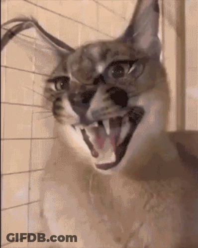 Cat Open Mouth Showing Teeth GIF