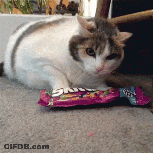 Cat Own Skittles Candy GIF