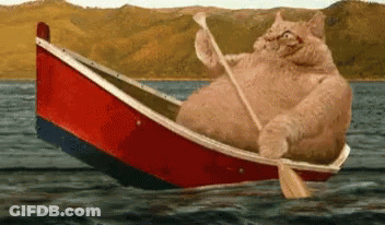 Cat Paddling Boat GIF
