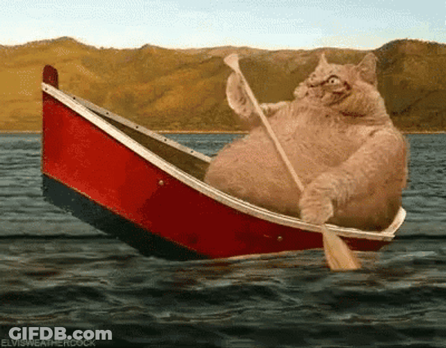 Cat Paddling Boat GIF
