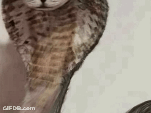 Cat Painting With Bird Head GIF