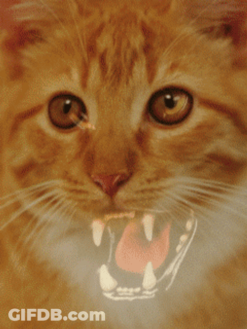 Cat Panther Animated GIF