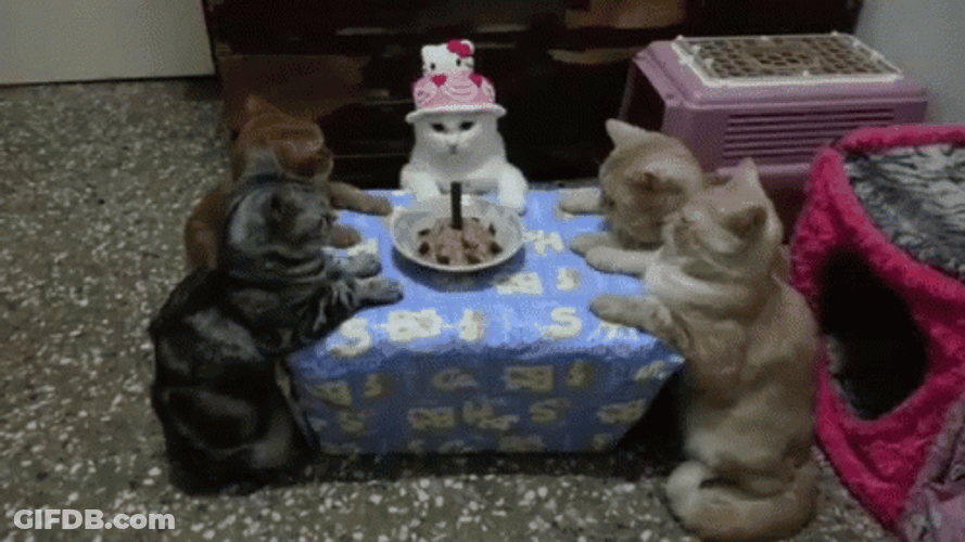 Cat Party Birthday Friends Praying GIF