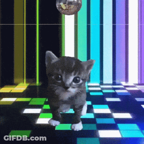 Cat Party Dance Floor Mirror Ball GIF