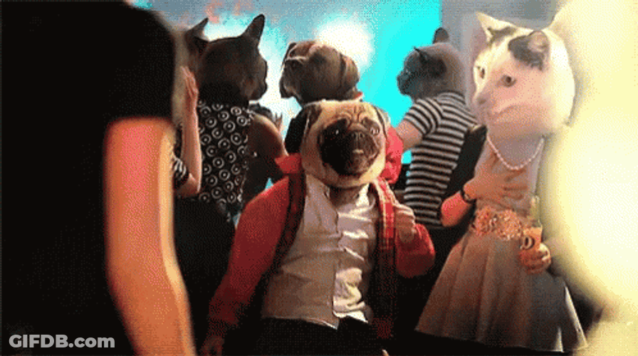 Cat Party Dancing Dog Meow GIF
