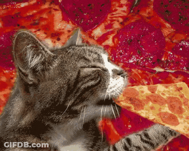Cat Party Eating Pizza Yum GIF