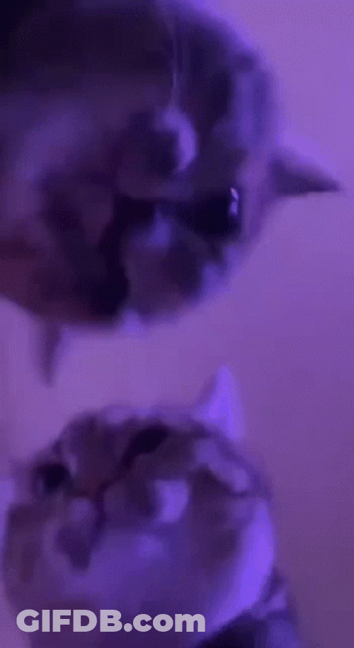 Cat Party Friends Vibe GIF