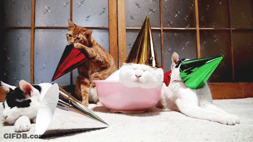 Cat Party Ginger Hat GIF