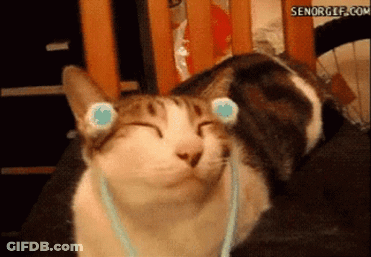 Cat Party Hard Massage GIF