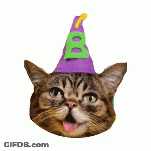 Cat Party Hat Head Funny GIF