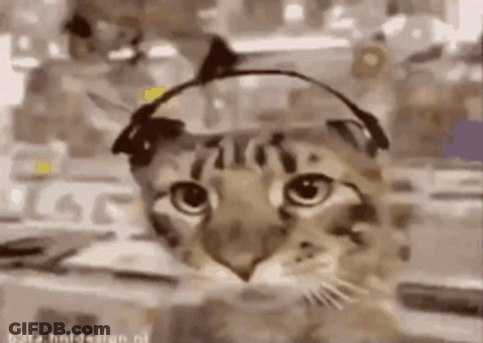 Cat Party Headphone Vibing GIF