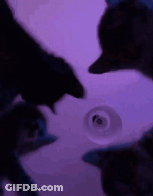 Cat Party Lights Dancing GIF