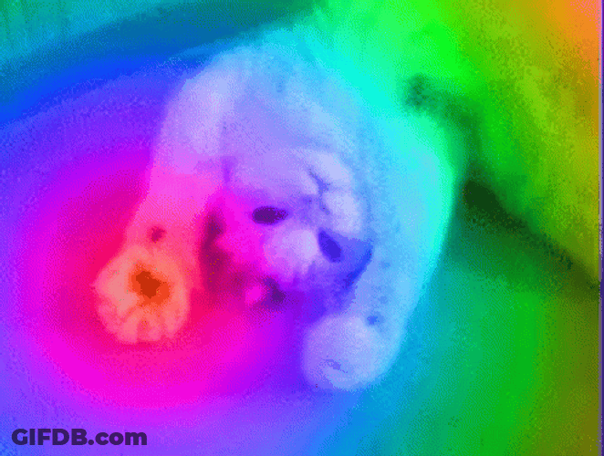 Cat Party Rainbow Paws GIF
