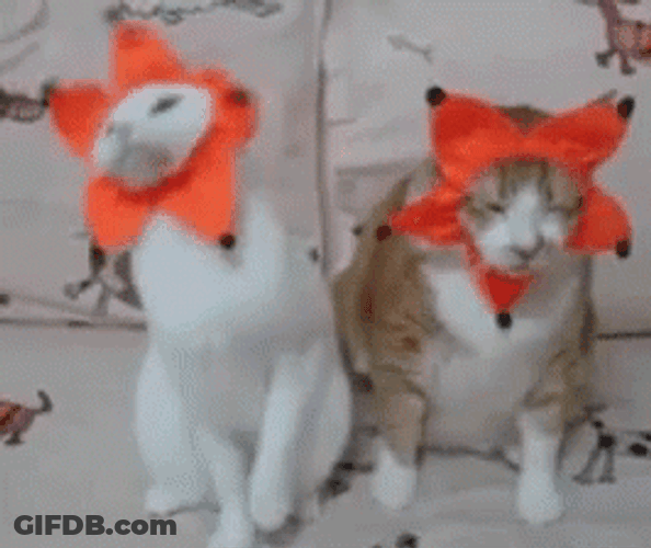 Cat Party Sleeping Flower GIF