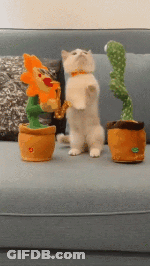 Cat Party Sunflower Cactus GIF