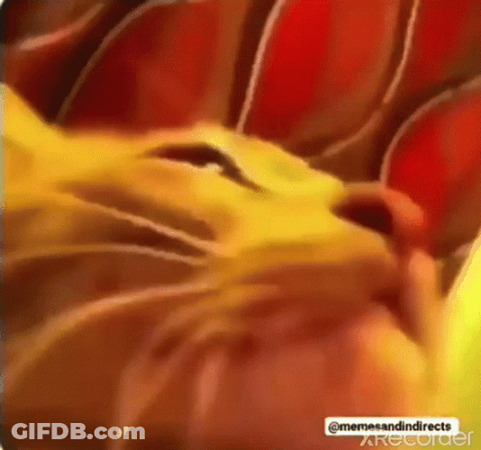 Cat Partying Flashing Lights GIF