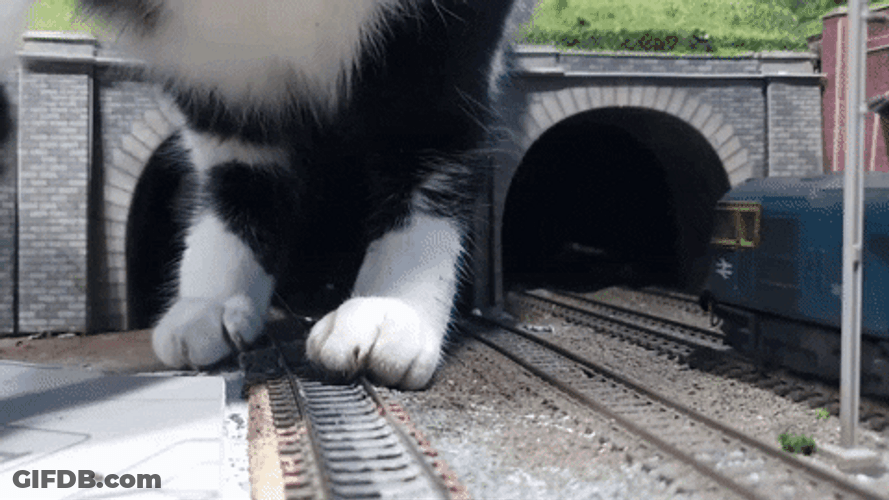 Cat Passing By Toy Train Tunnel GIF