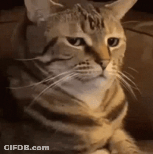 Cat Passive Aggressive Staring GIF