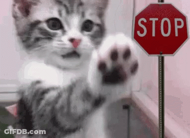 Cat Paw Reaching For Stop Sign GIF