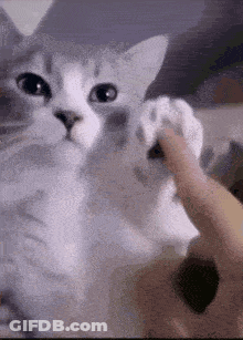 Cat Paw Touched By Person GIF