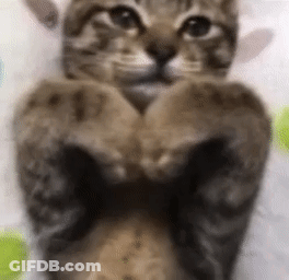 Cat Paws Making Heart Shape GIF