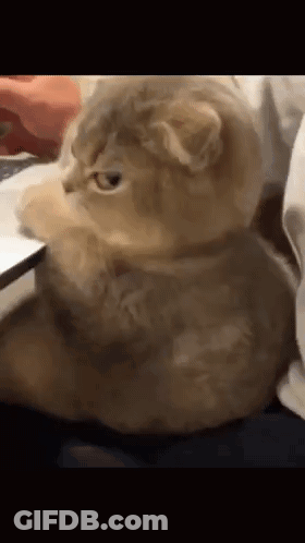 Cat Paws On Laptop On Bed GIF