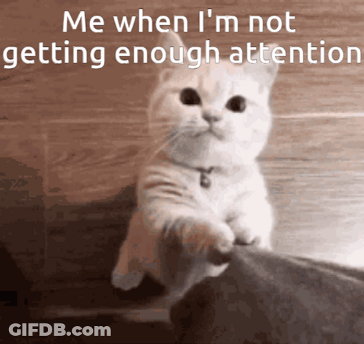 Cat Pay Me Some Attention GIF