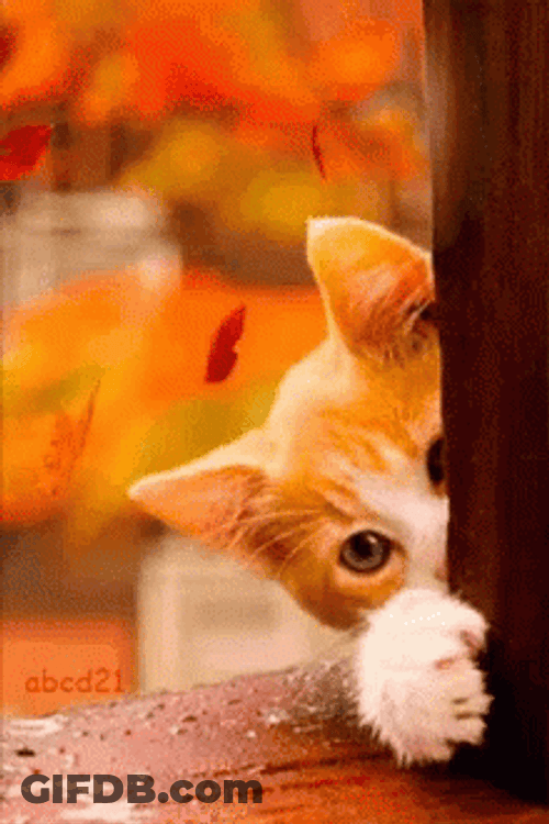 Cat Peekimg Behind The Tree Autumn Leaves Falling GIF