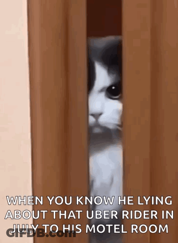 Cat Peeking Behind Curtain When You Know He Lying About Uber Rider GIF