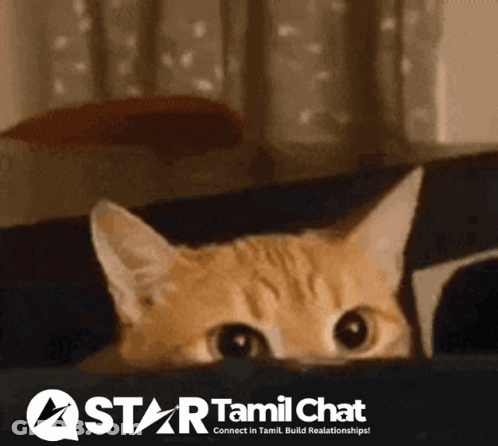 Cat Peeking Behind Star Tamil Chat Ad GIF