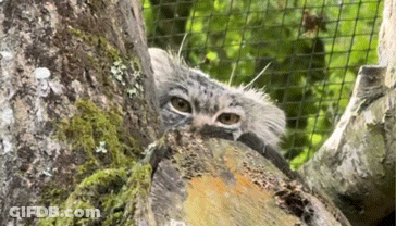 Cat Peeking Behind Tree Trunk GIF