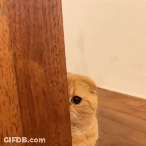 Cat Peeking Behind Wooden Wall GIF