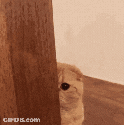 Cat Peeking From Behind Door GIF