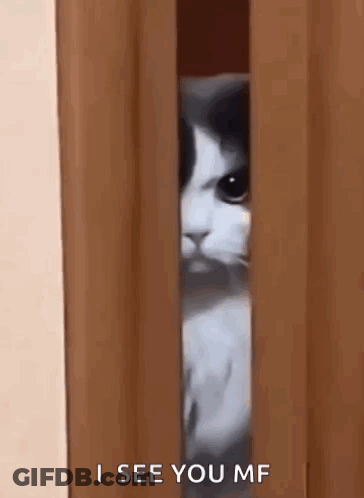Cat Peeking From Behind Door Saying I See You Mf GIF